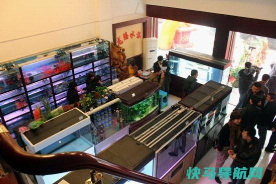 精选观赏鱼店铺推荐 - 让您轻松购买心仪的观赏鱼